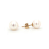 premier white akoya  cultured pearl stud earrings in 14k white gold